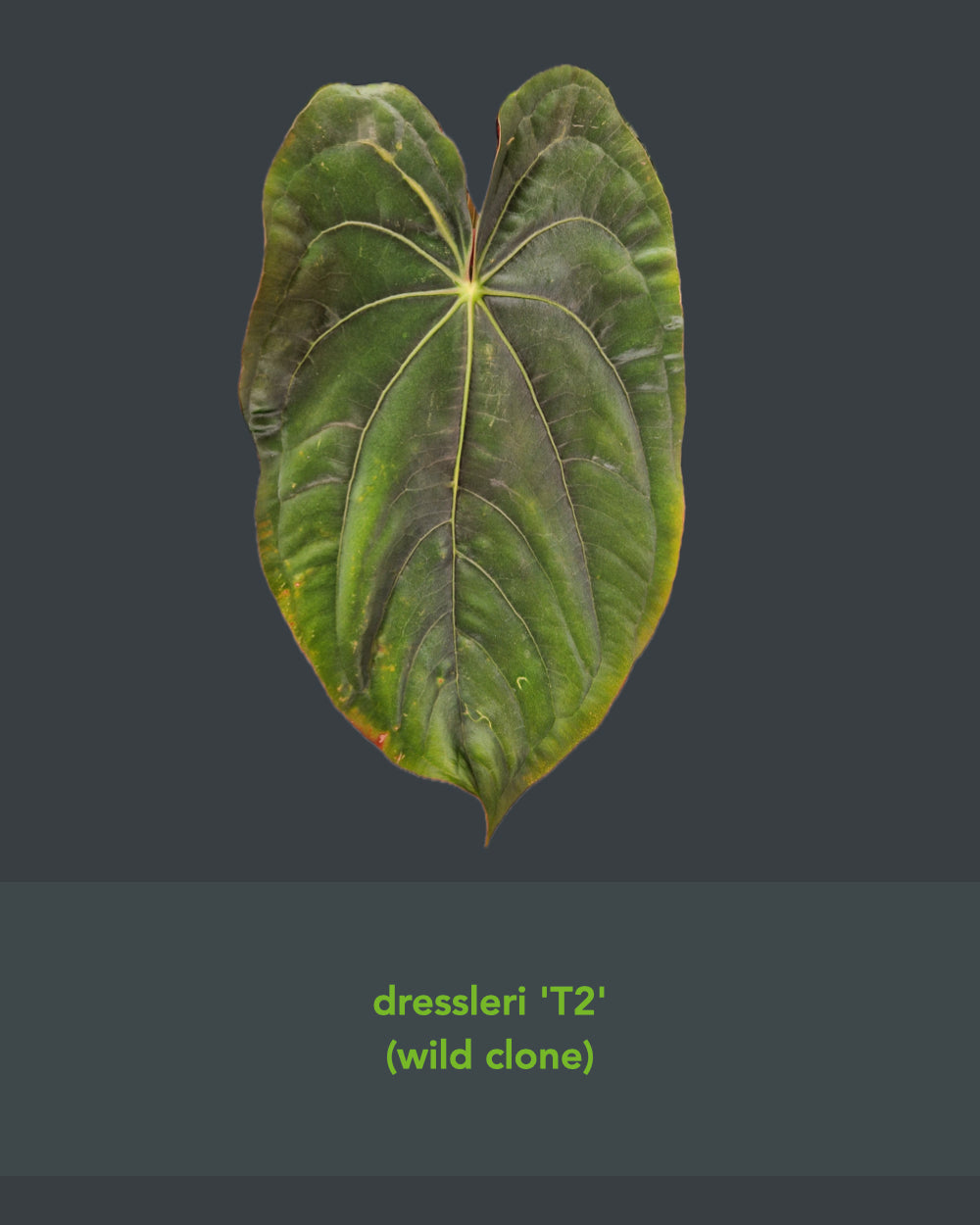 Anthurium Dressleri NSE variegata x Dressleri T2