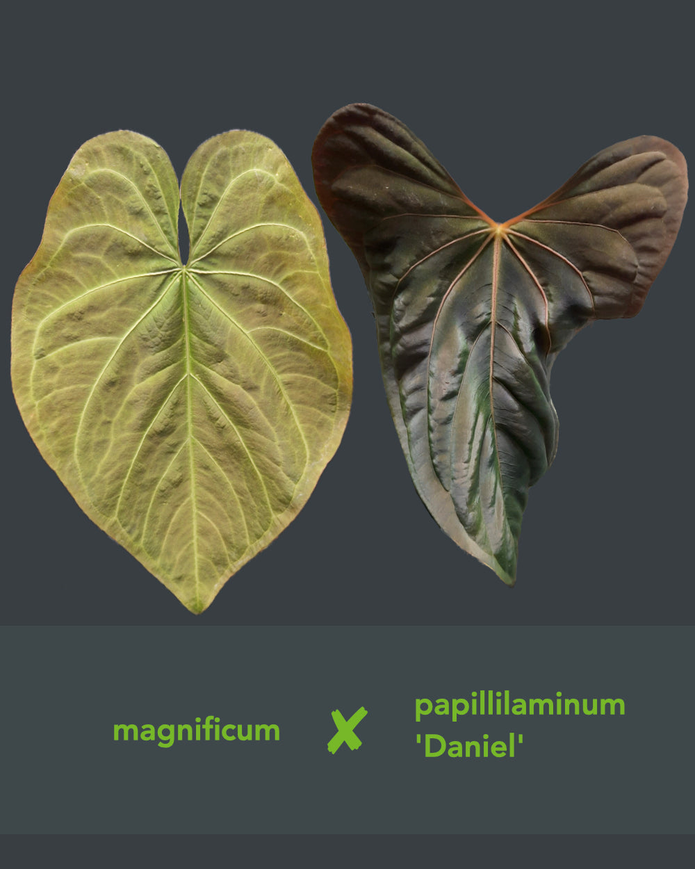 Anthurium Magnificum x Papillilaminum Daniel - Mutation