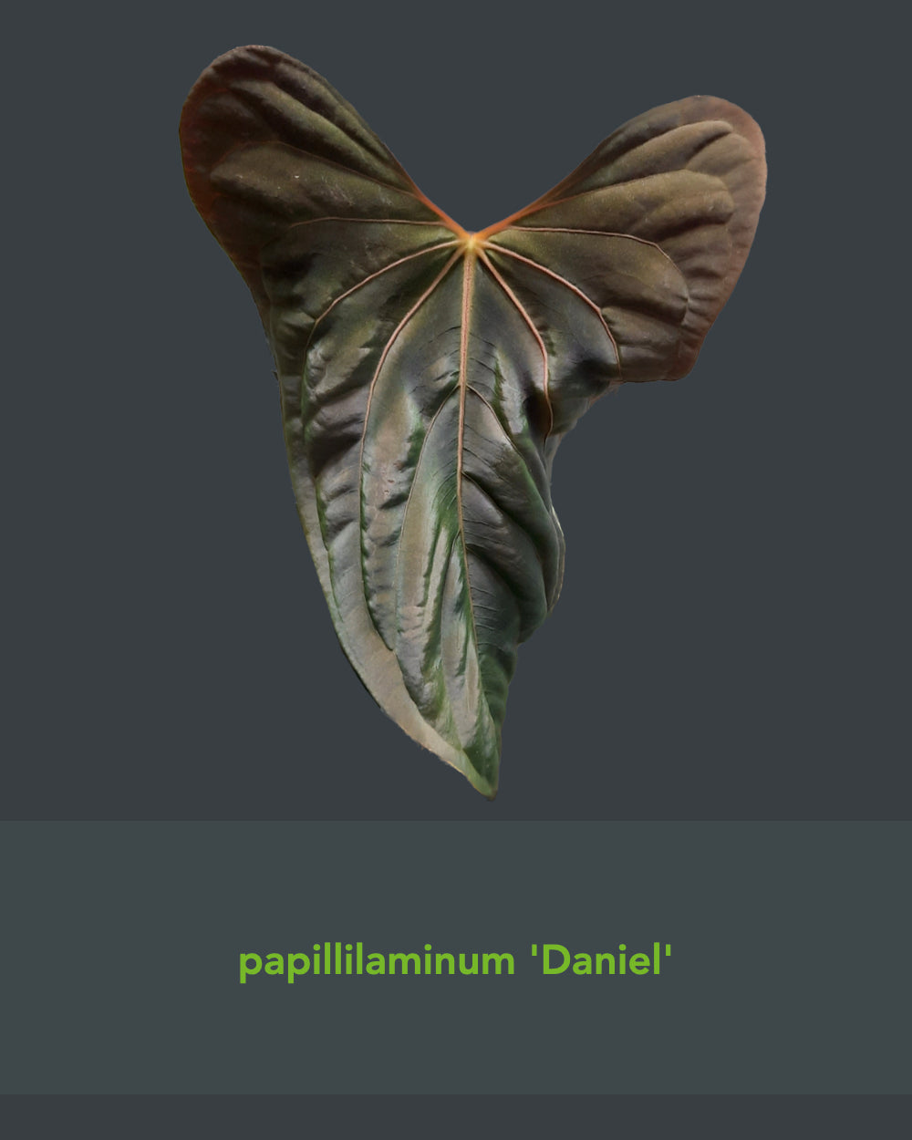 Anthurium Magnificum x Papillilaminum Daniel - Mutation