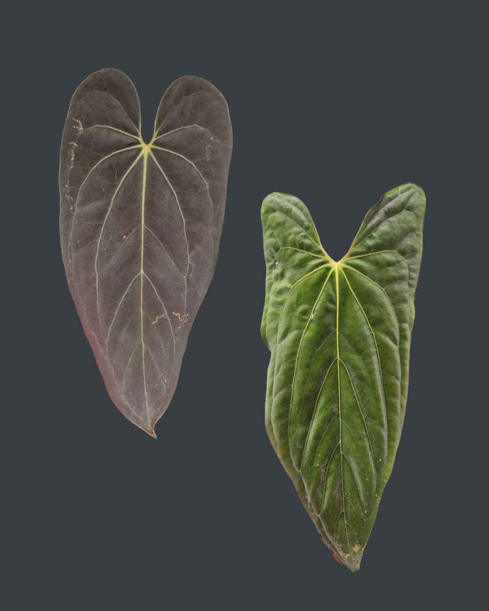 Anthurium blue papillilaminum S1 magenta x papillilaminum A+RLFS