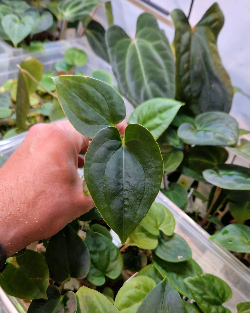 Anthurium blue papillilaminum S1 magenta x papillilaminum A+RLFS