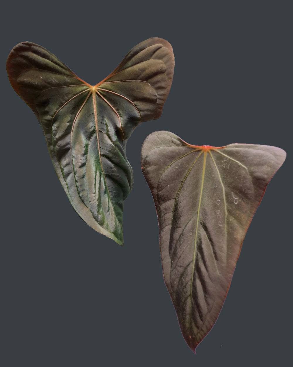 Anthurium papillilaminum 'Daniel' x 'Mr. Worldwide'
