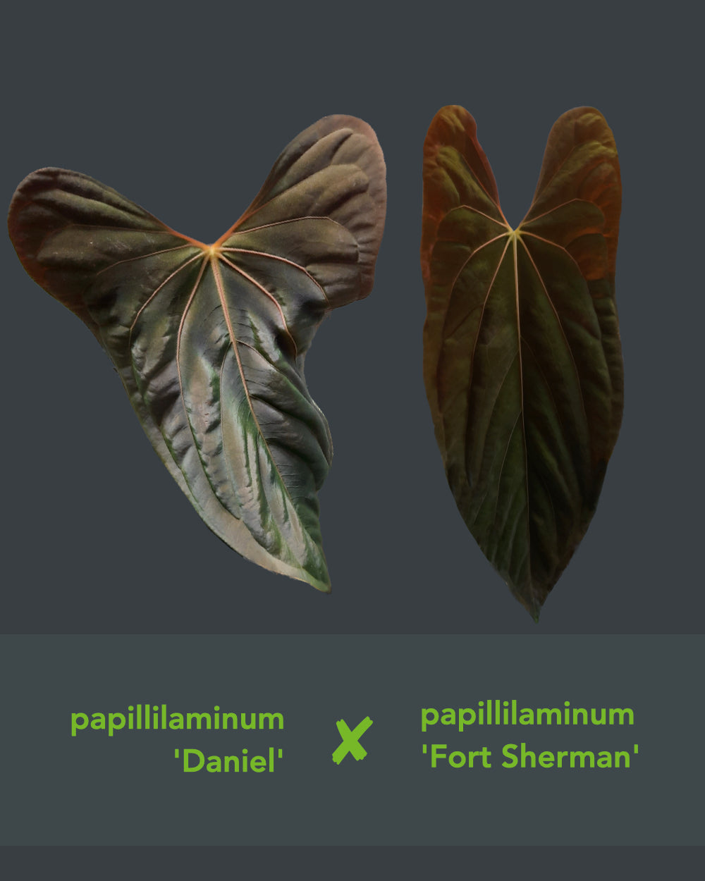 Anthurium papillilaminum Daniel x Fort Sherman
