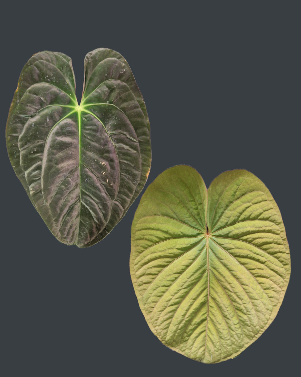 Anthurium papillilaminum T7 x kunayalense T1