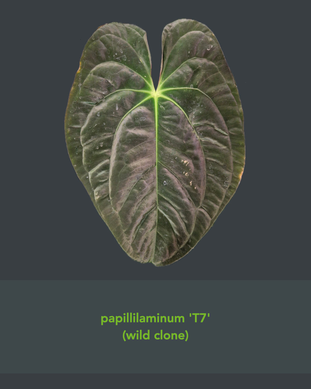 Anthurium papillilaminum T7 x kunayalense T1