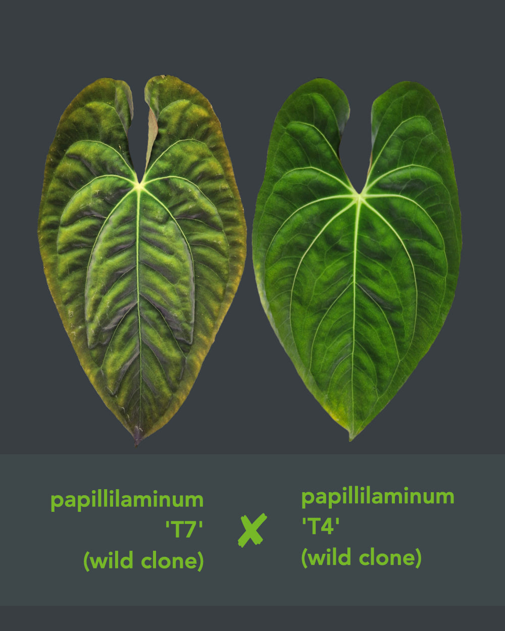 Anthurium papillilaminum T7 x papillilaminum T4