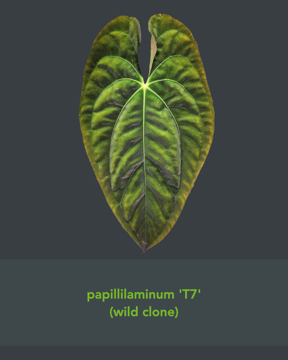 Anthurium papillilaminum T7 x papillilaminum T4