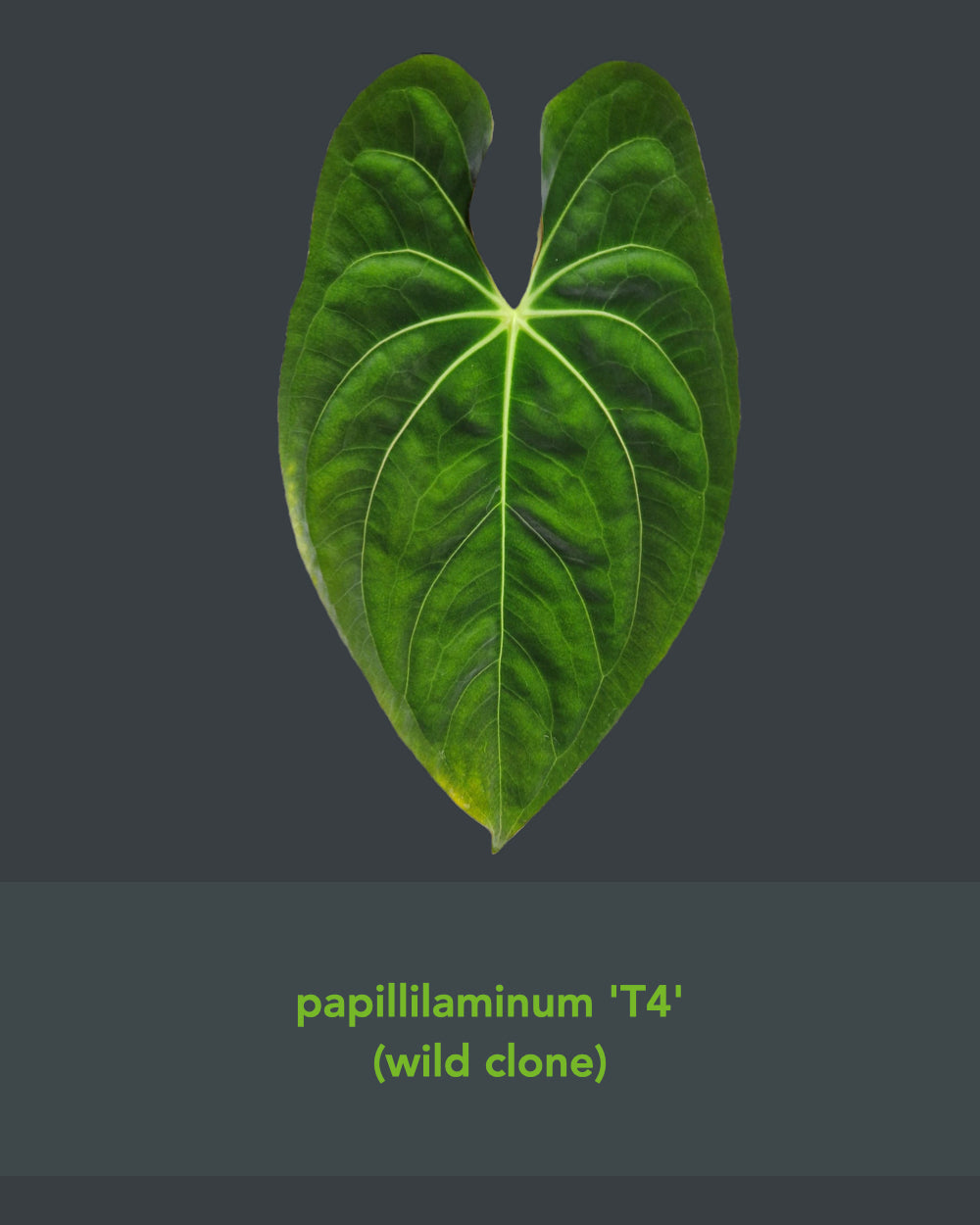Anthurium papillilaminum T7 x papillilaminum T4