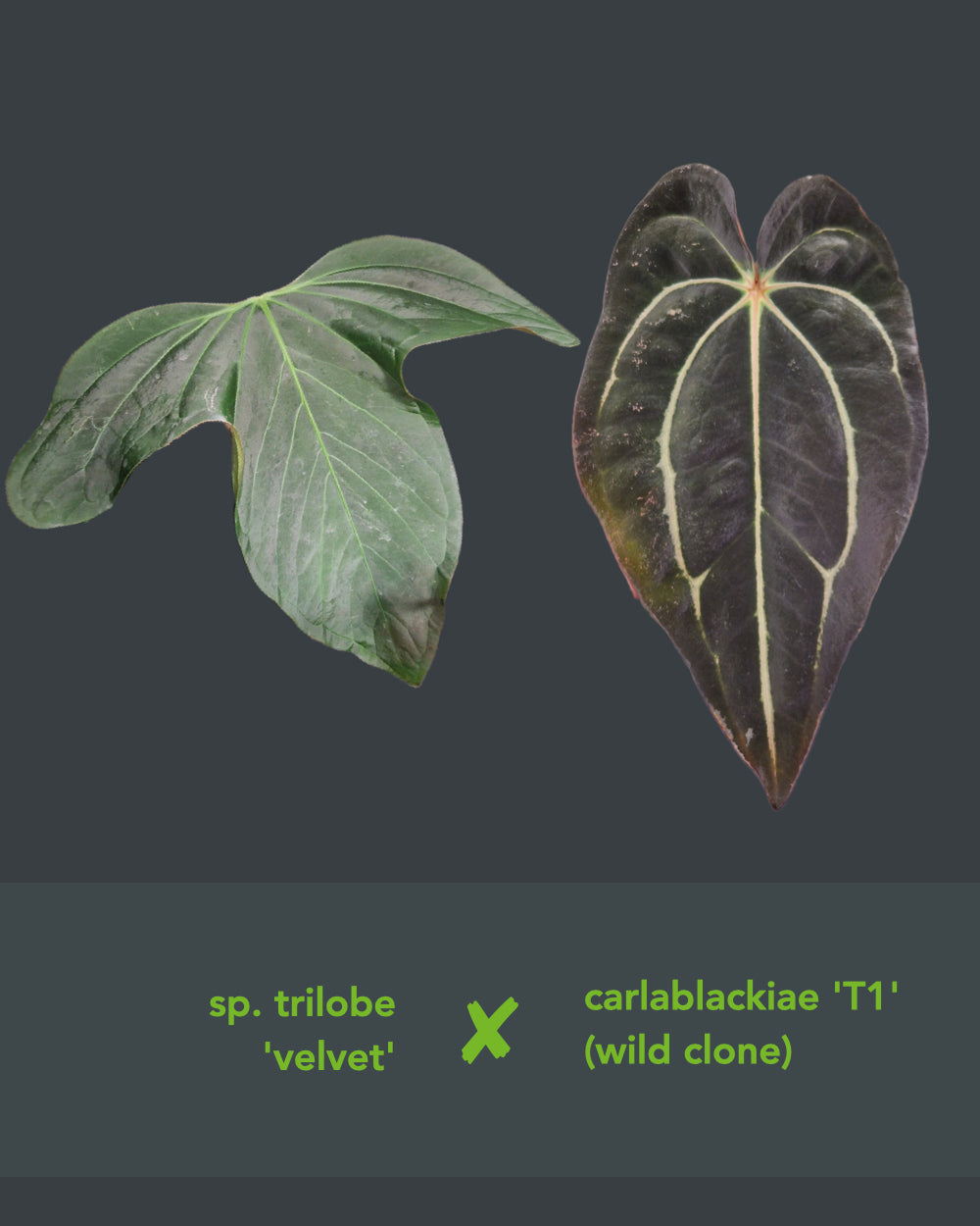 Anthurium sp trilobe velvet x carlablackiae T1