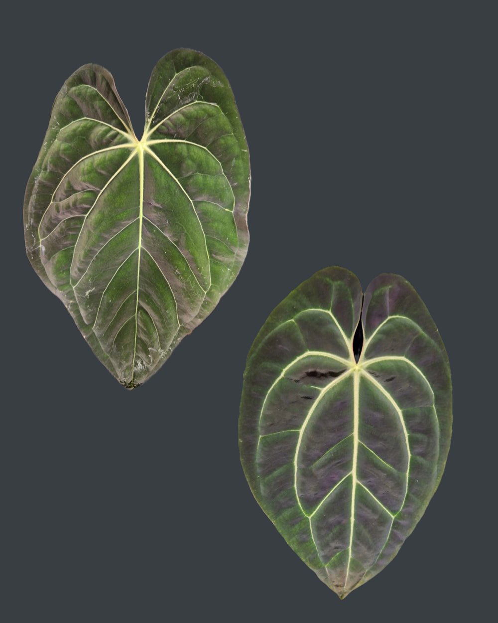 Anthurium (carlablackiae A1 x papillilaminum) x besseae aff T3