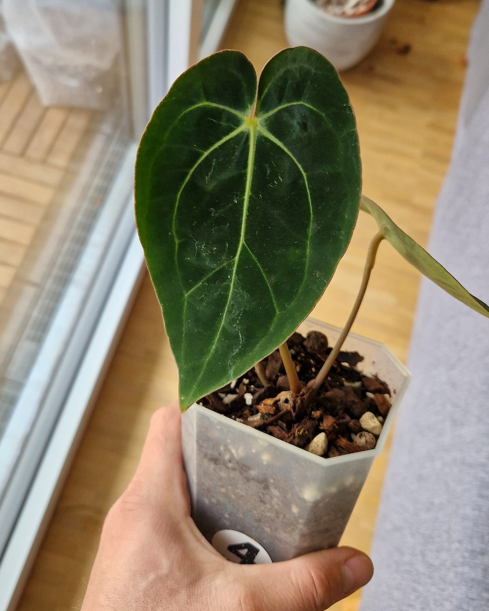 Anthurium (carlablackiae A1 x papillilaminum) x besseae aff T3