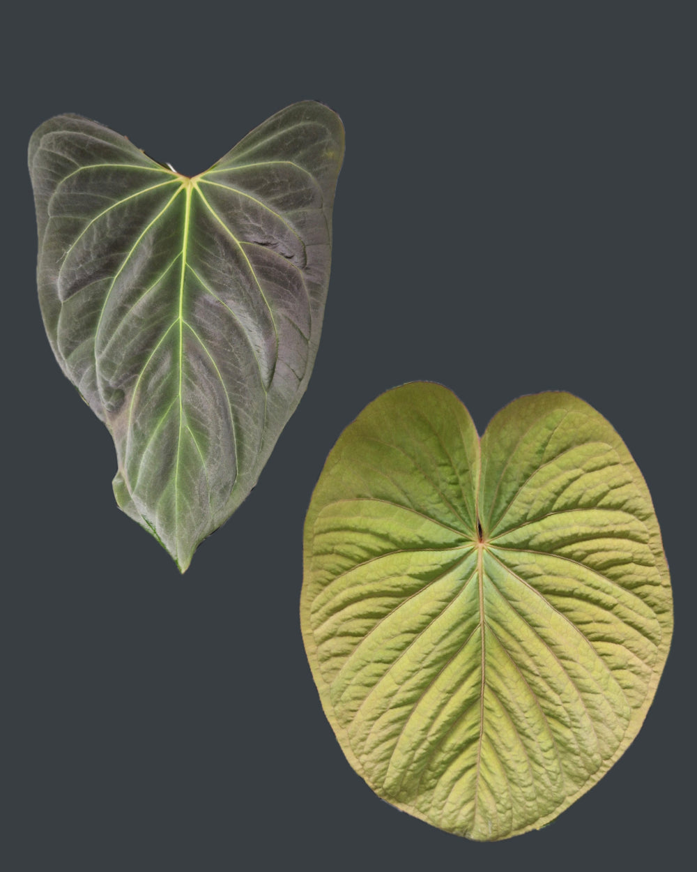 Anthurium (papillilaminum Daniel x besseae aff) wide x kunayalense T1