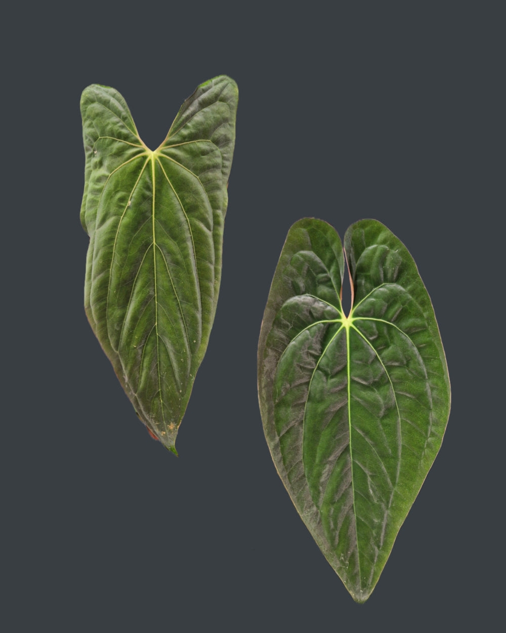 Anthurium papillilaminum A+RLFS x papillilaminum T9