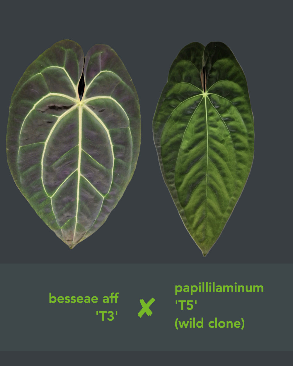 Anthurium besseae aff T3 x papillilaminum T5