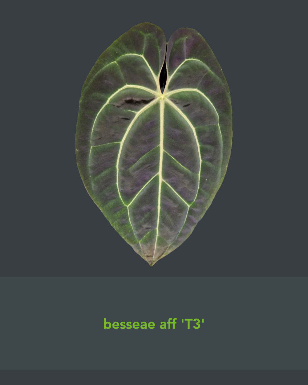 Anthurium besseae aff T3 x papillilaminum T5