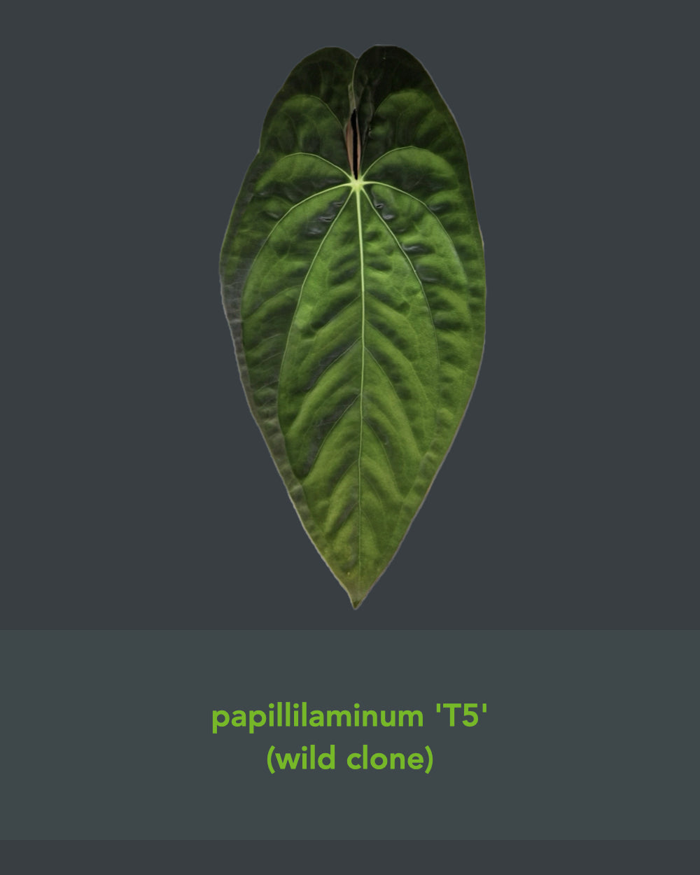 Anthurium besseae aff T3 x papillilaminum T5