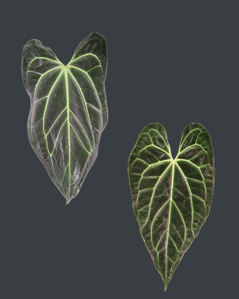Anthurium besseae aff T3 x T4