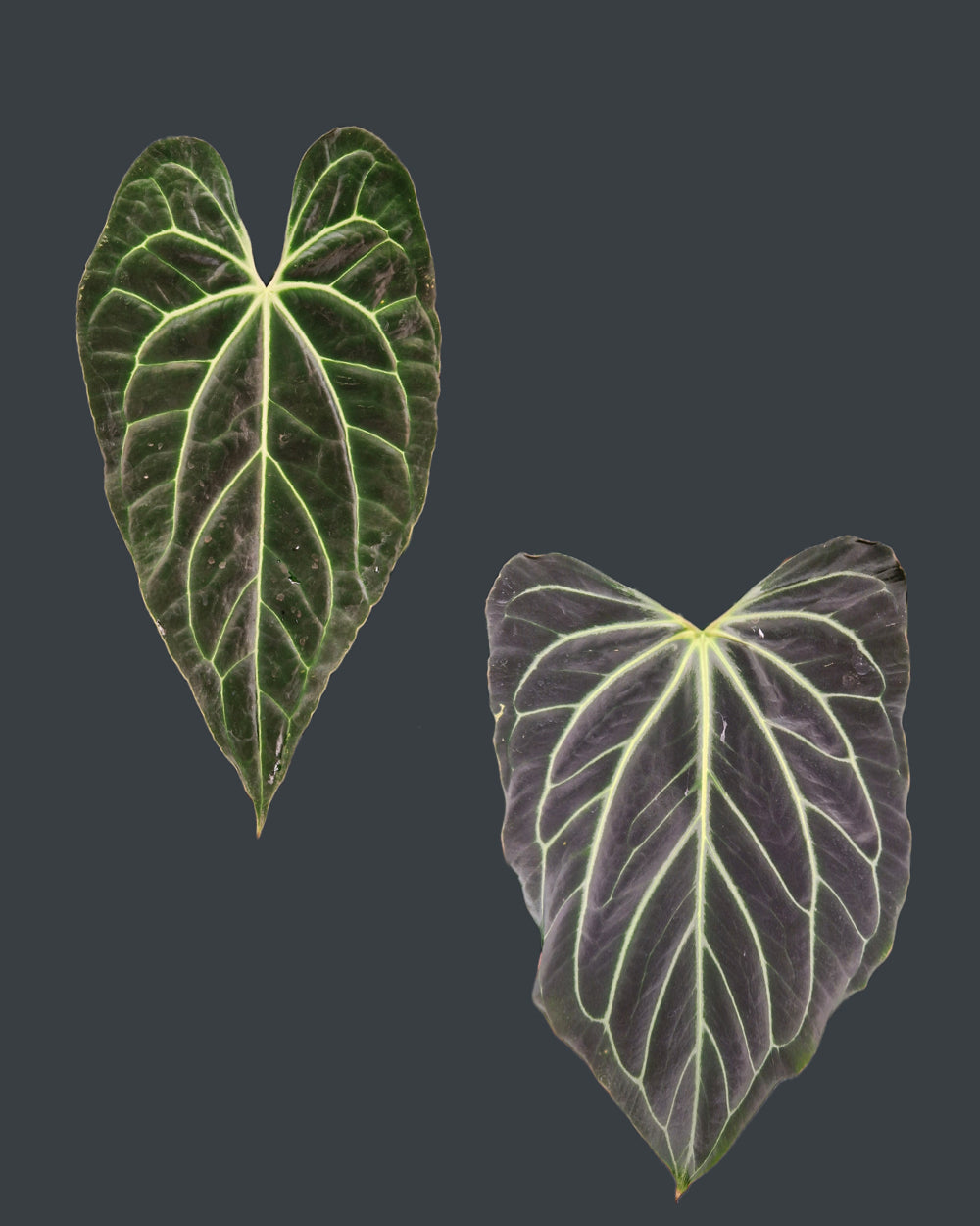 Anthurium besseae aff T4 x besseae aff TDR