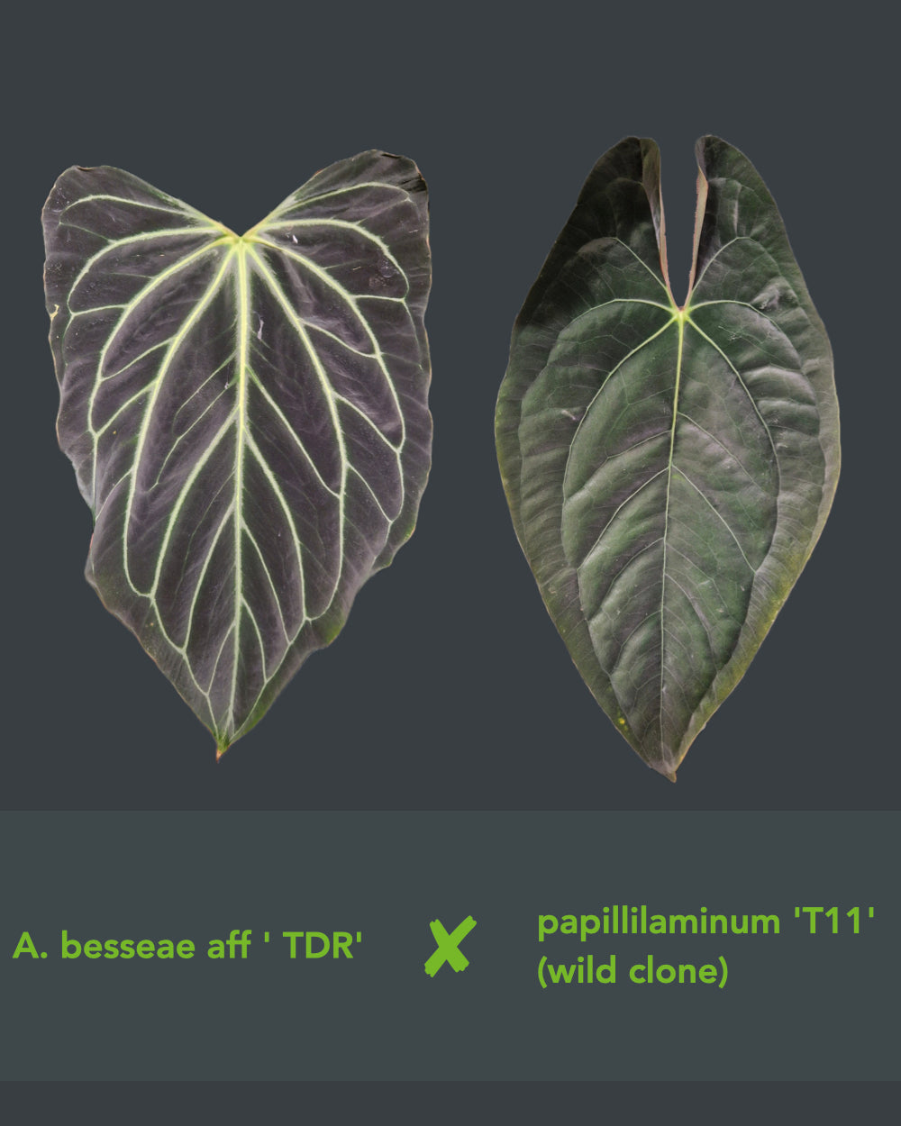 Anthurium besseae aff TDR x papillilaminum T11