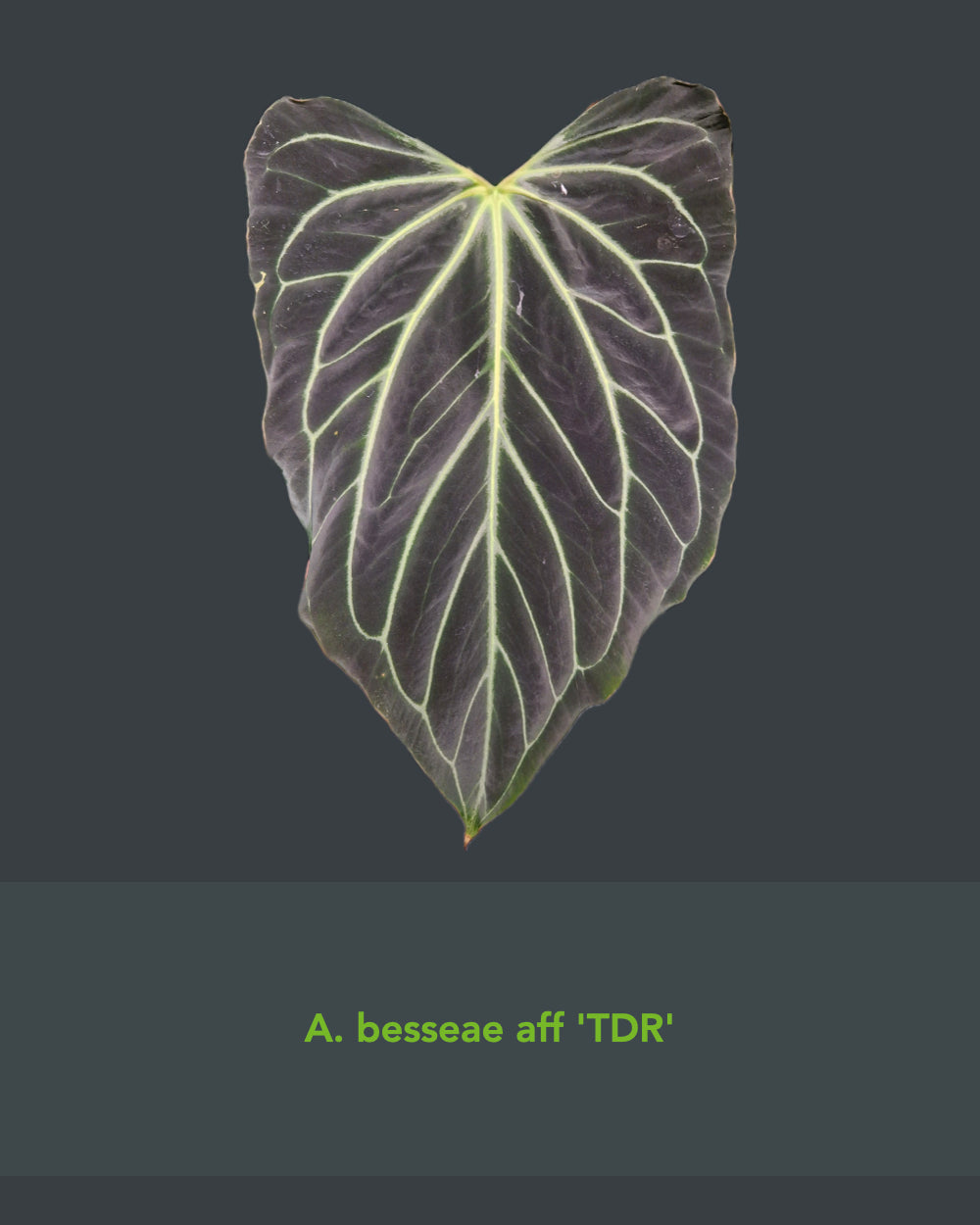 Anthurium besseae aff TDR x papillilaminum T11