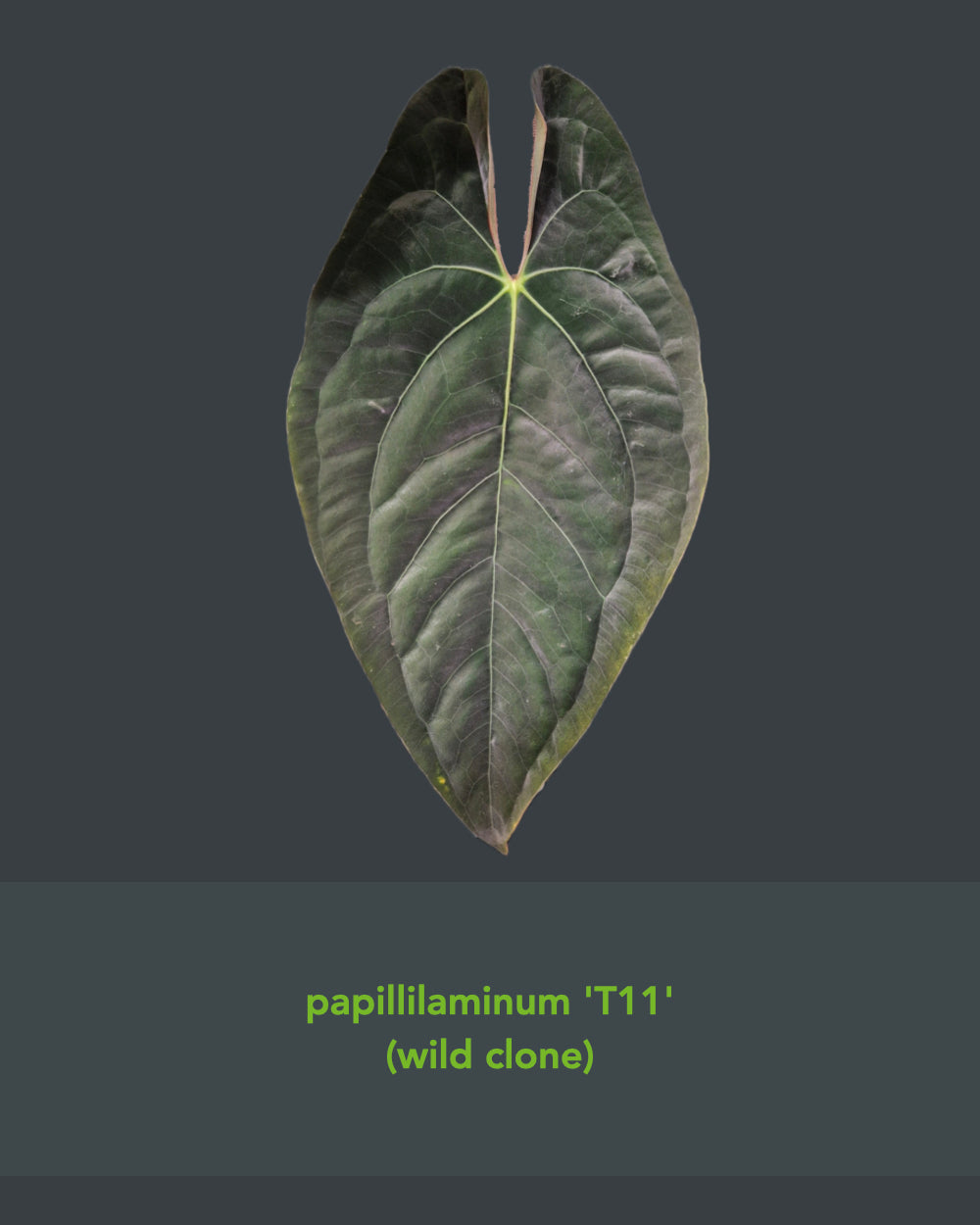 Anthurium besseae aff TDR x papillilaminum T11