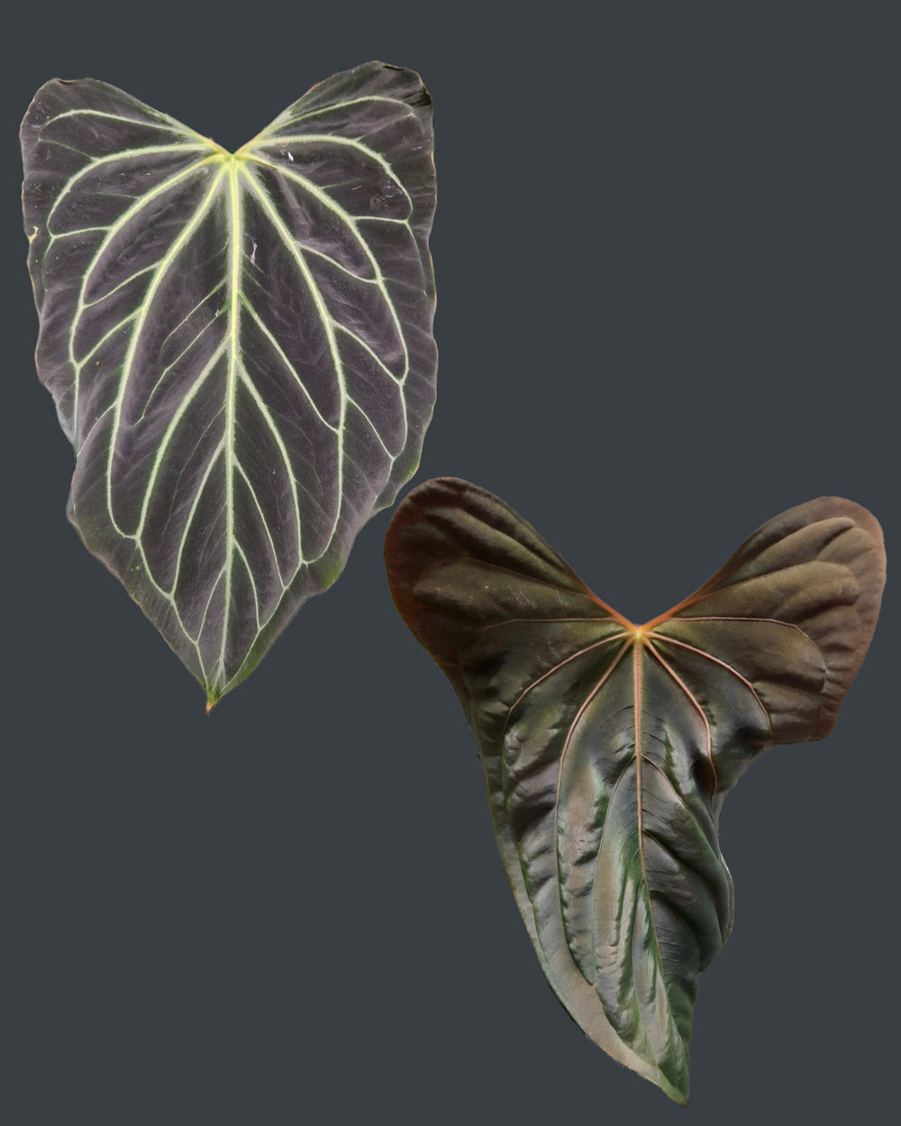 Anthurium besseae aff x papillilaminum Daniel
