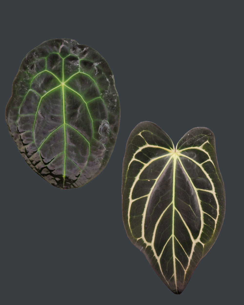 Anthurium forgetii 'dark' x carlablackiae RA unnumbered