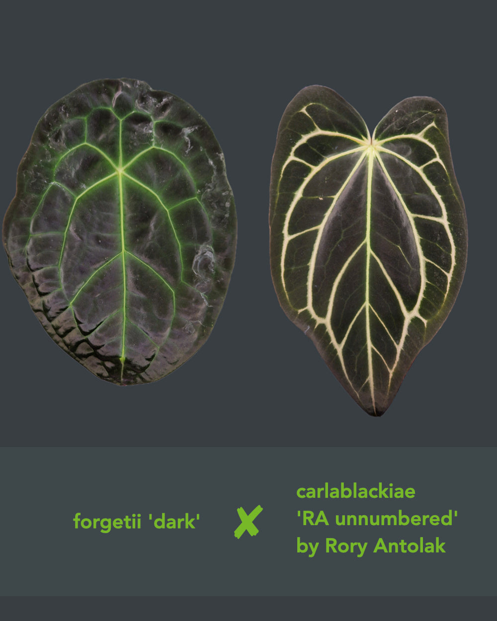 Anthurium forgetii 'dark' x carlablackiae RA unnumbered