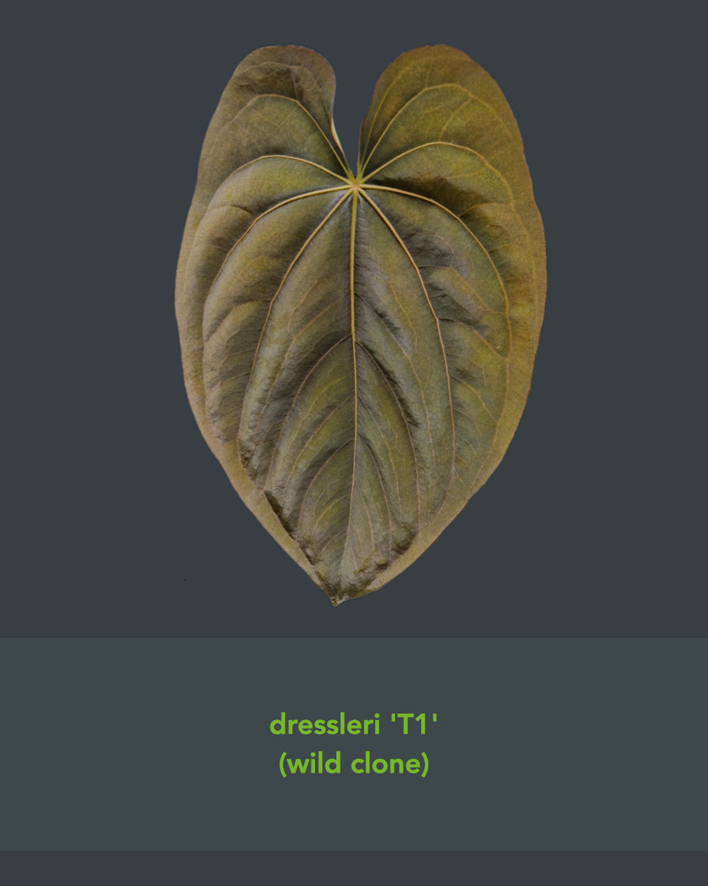 Anthurium papillilaminum Daniel x dressleri T1