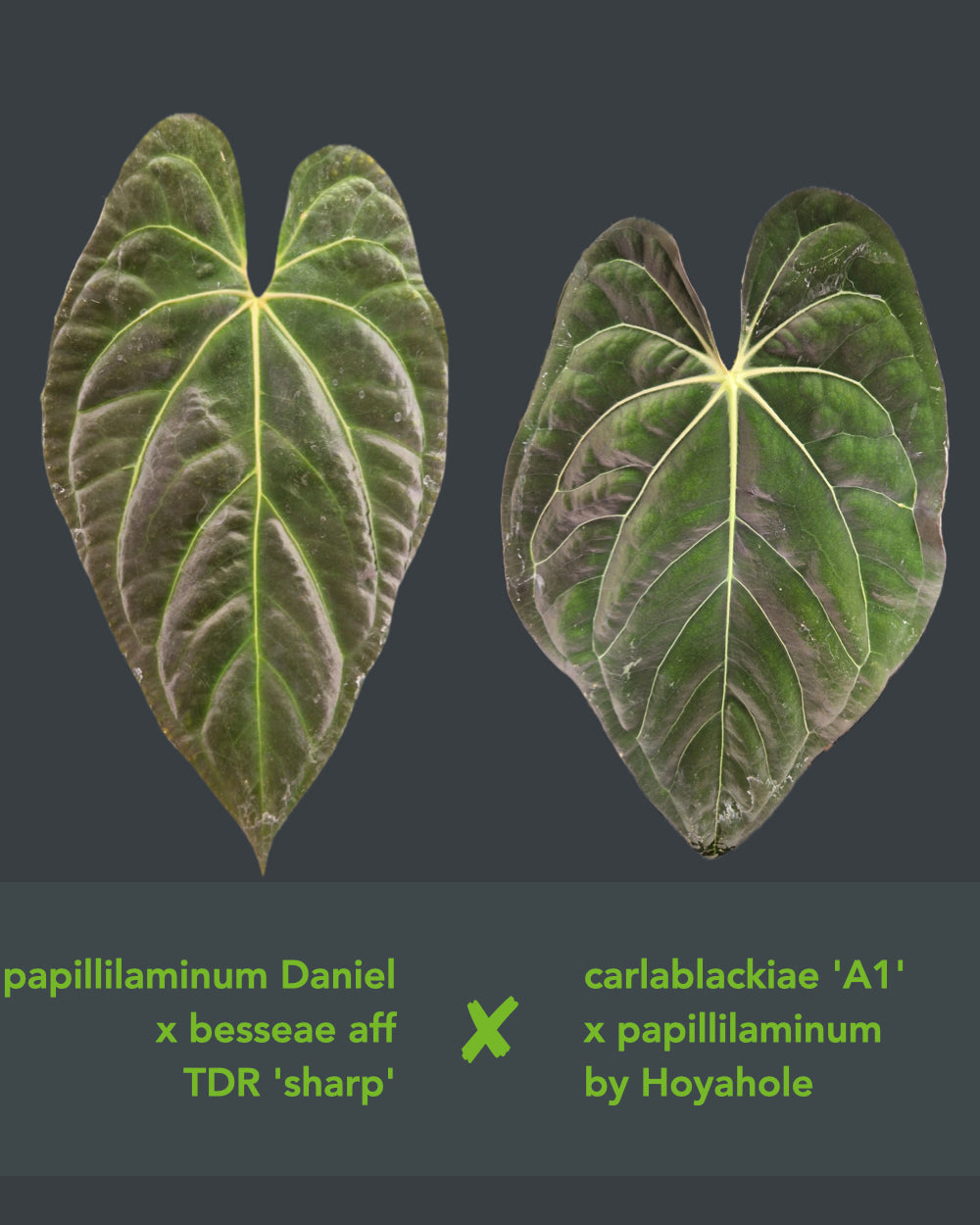 Anthurium (papillilaminum 'Daniel' x besseae aff TDR) 'sharp' x carlapap
