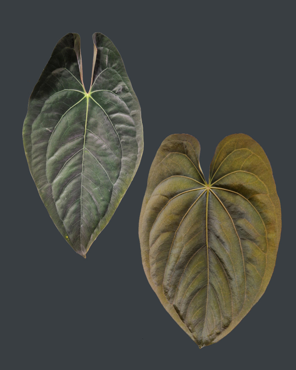 Anthurium papillilaminum T11 x dressleri T1