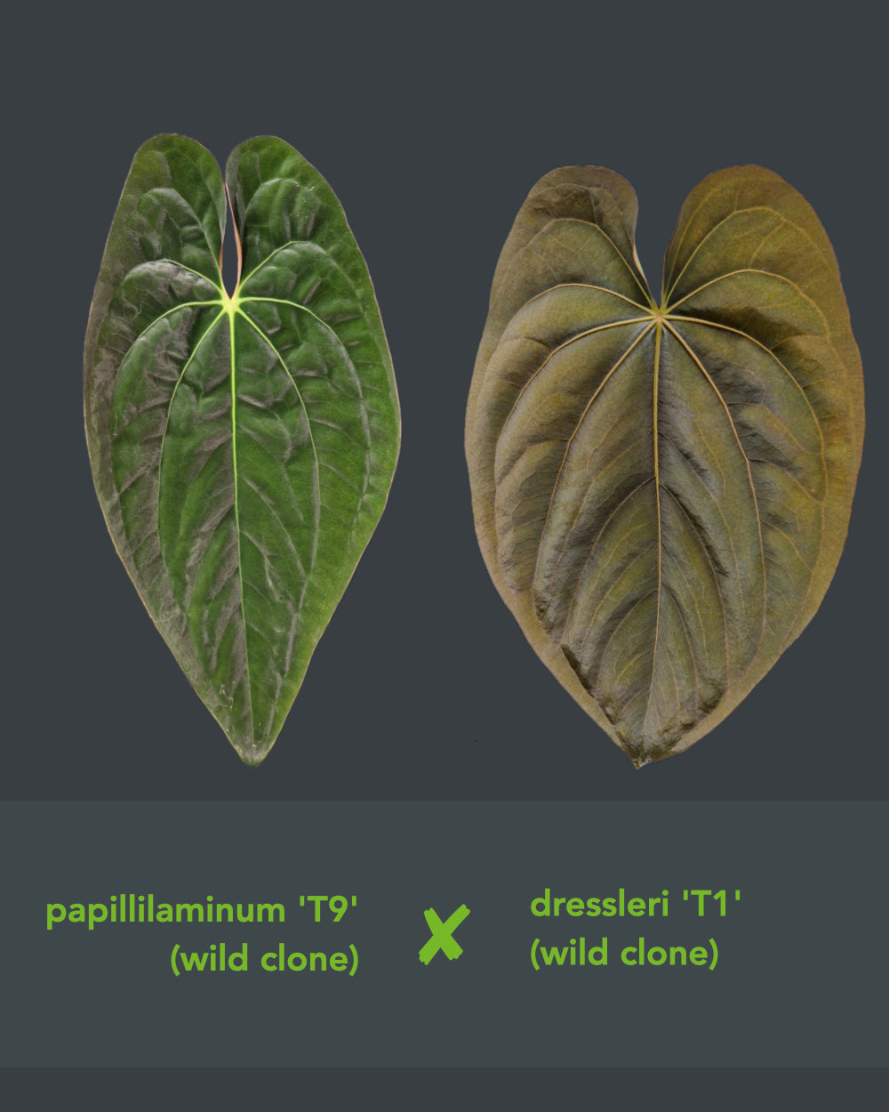 Anthurium papillilaminum T9 x dressleri T1