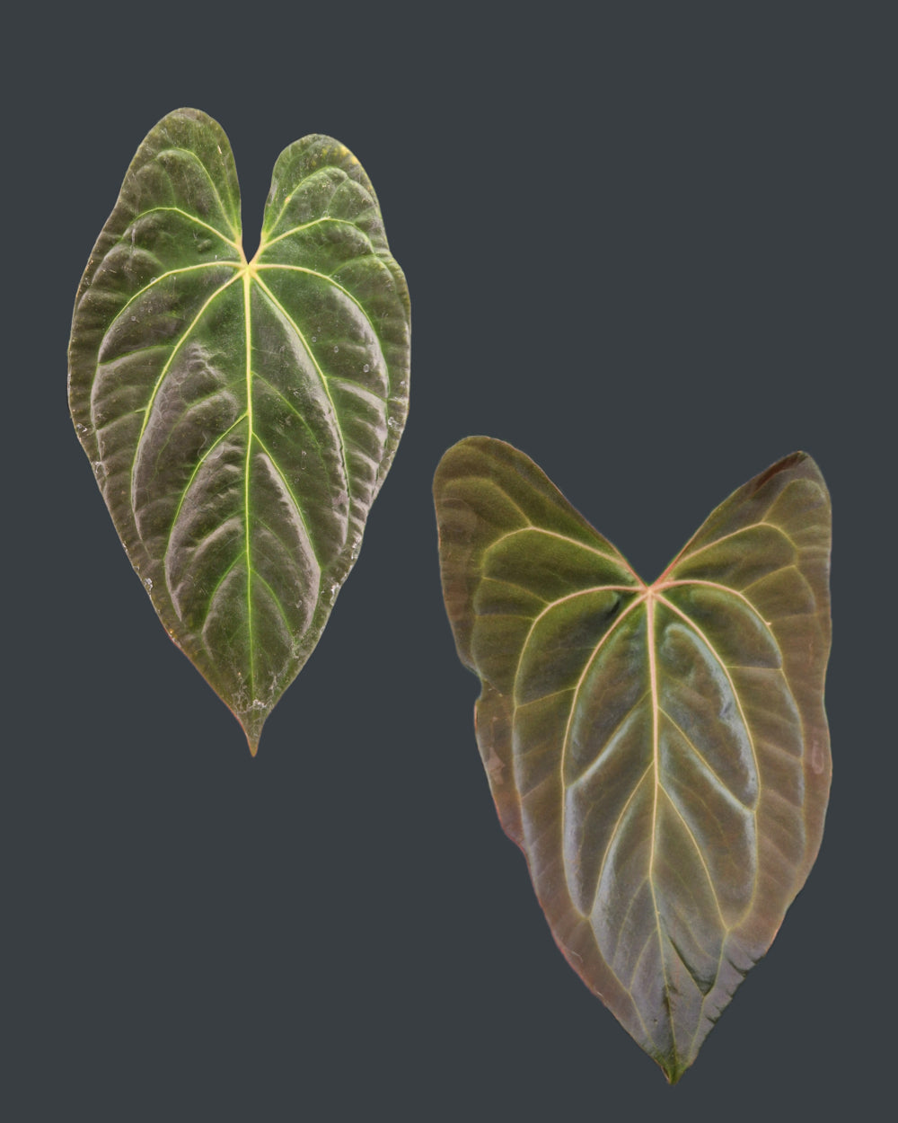 Anthurium papillilaminum Daniel x besseae aff F2 (oval x sharp)