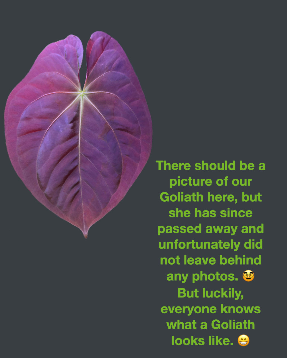 Anthurium Papillilaminum Round x Goliath