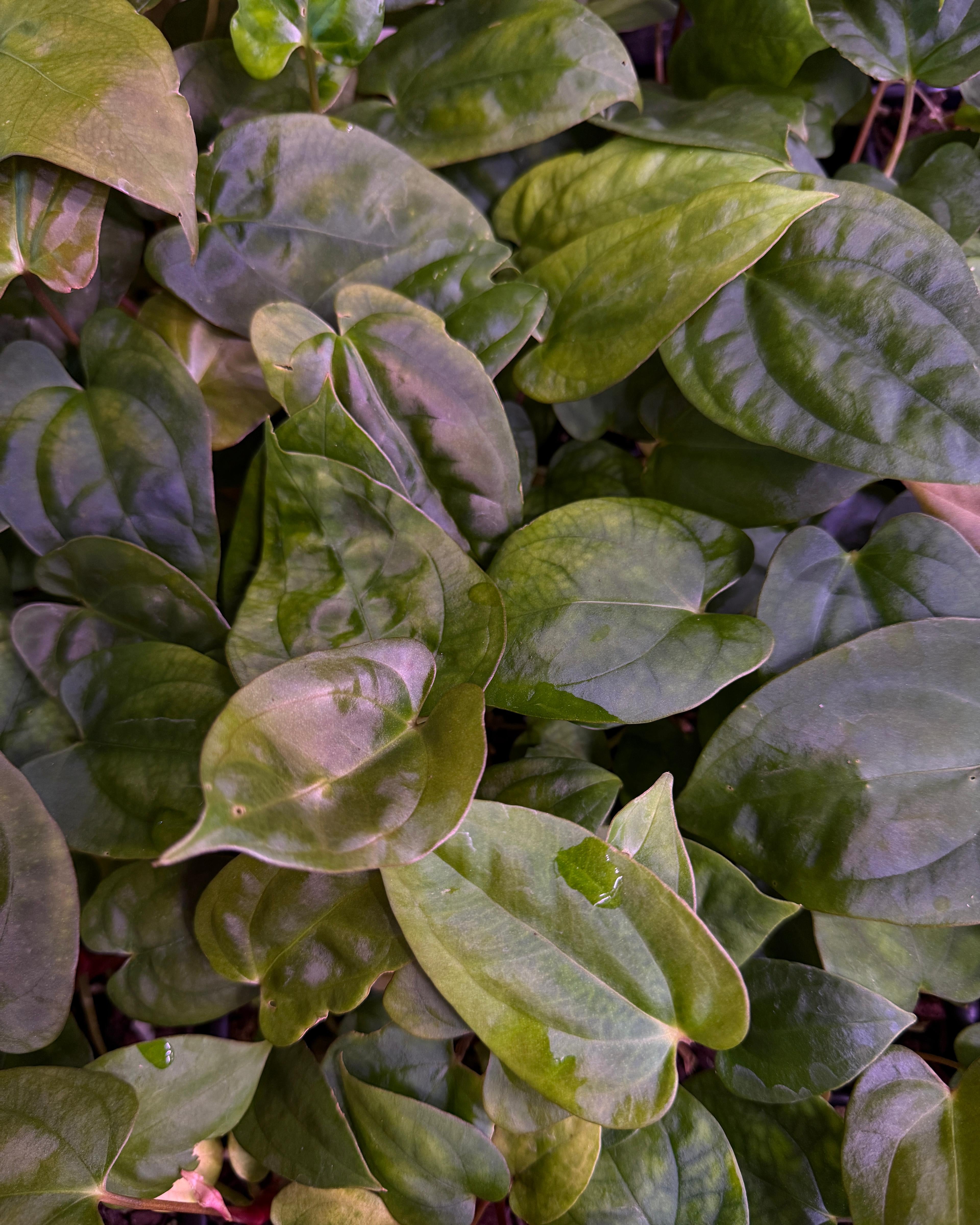 Anthurium Papillilaminum Round x Goliath