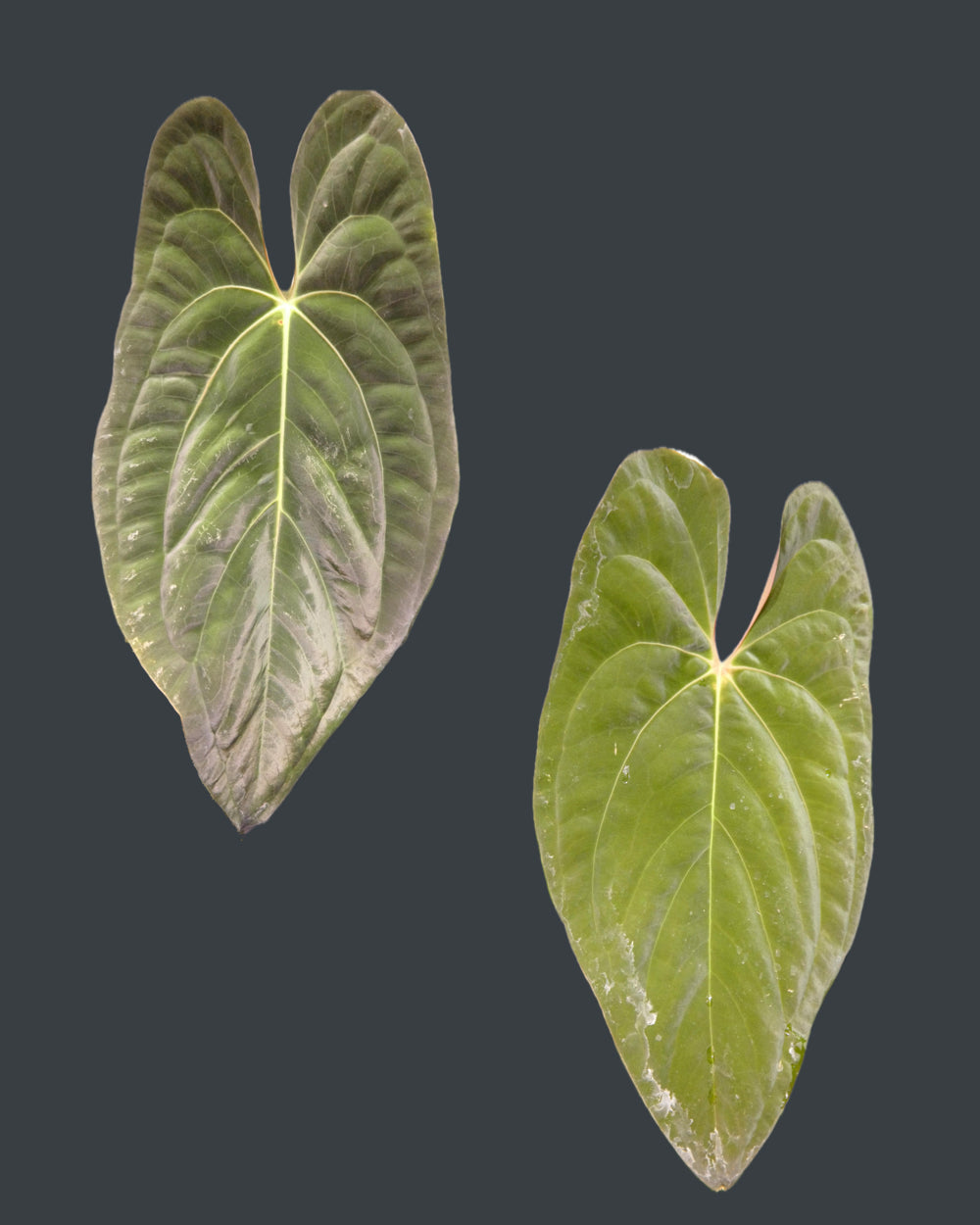 Anthurium Eterna x Papillilaminum A+