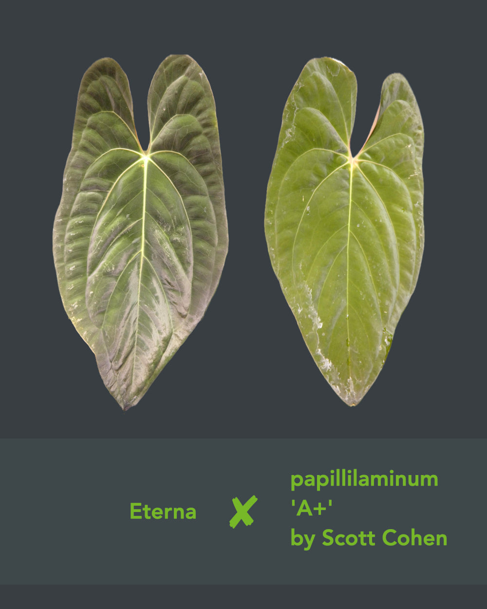Anthurium Eterna x Papillilaminum A+