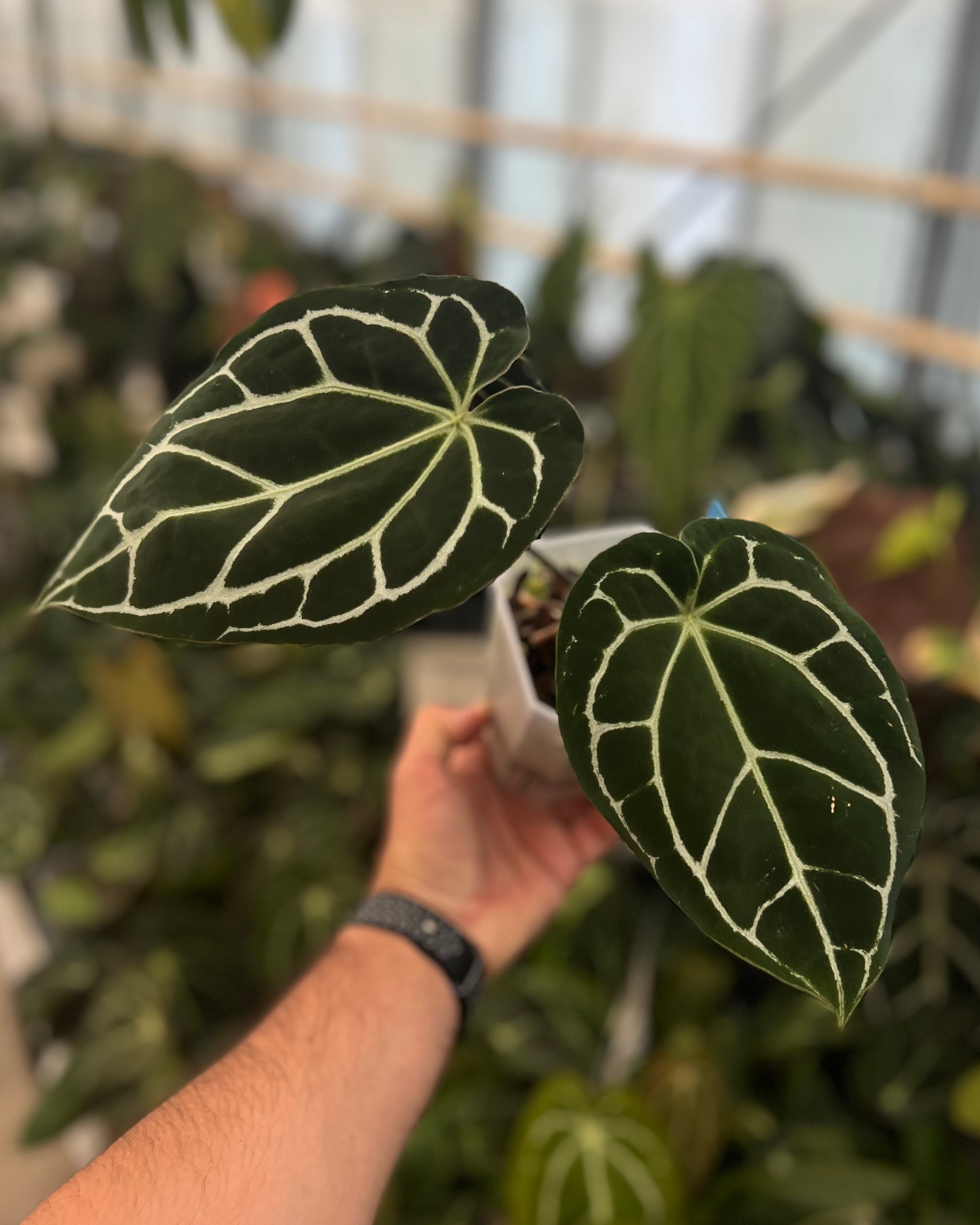 Anthurium Zara x Odin