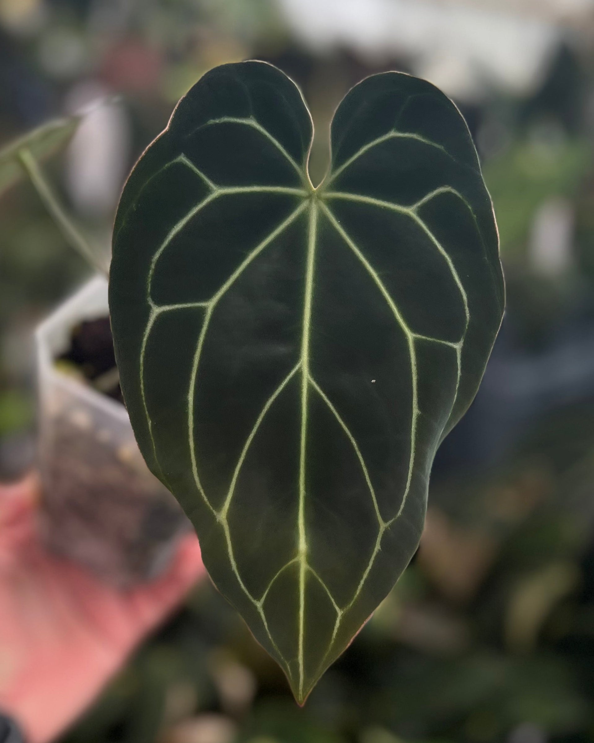 Anthurium Zara x Odin