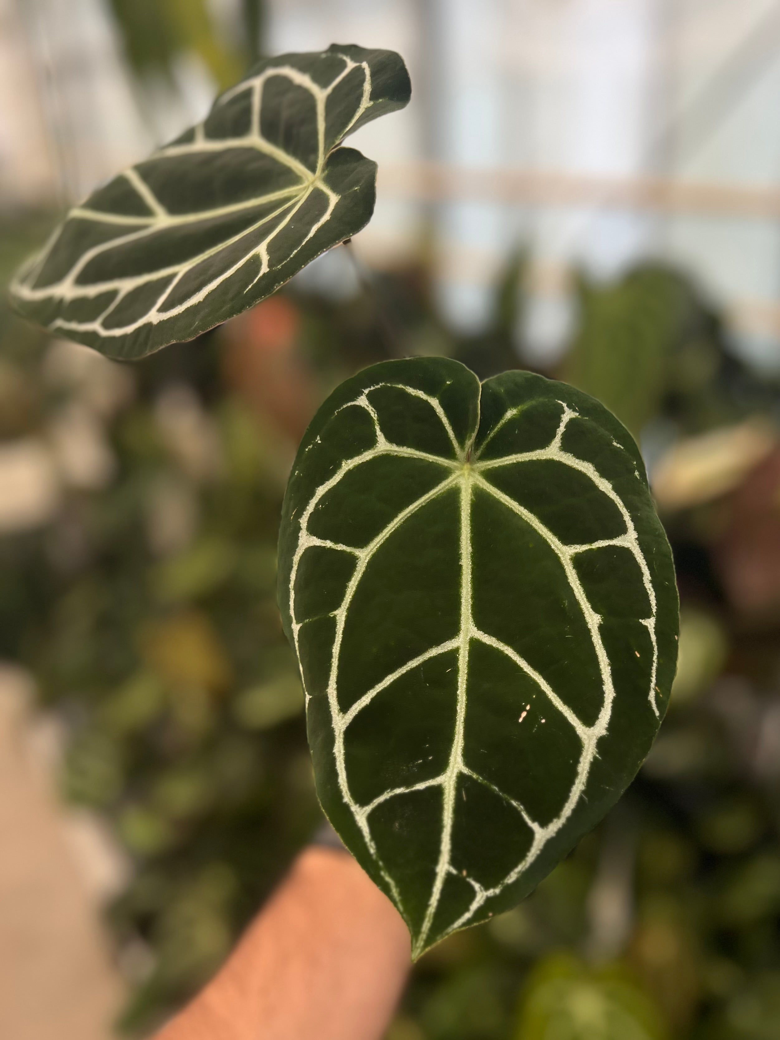 Anthurium Zara x Odin