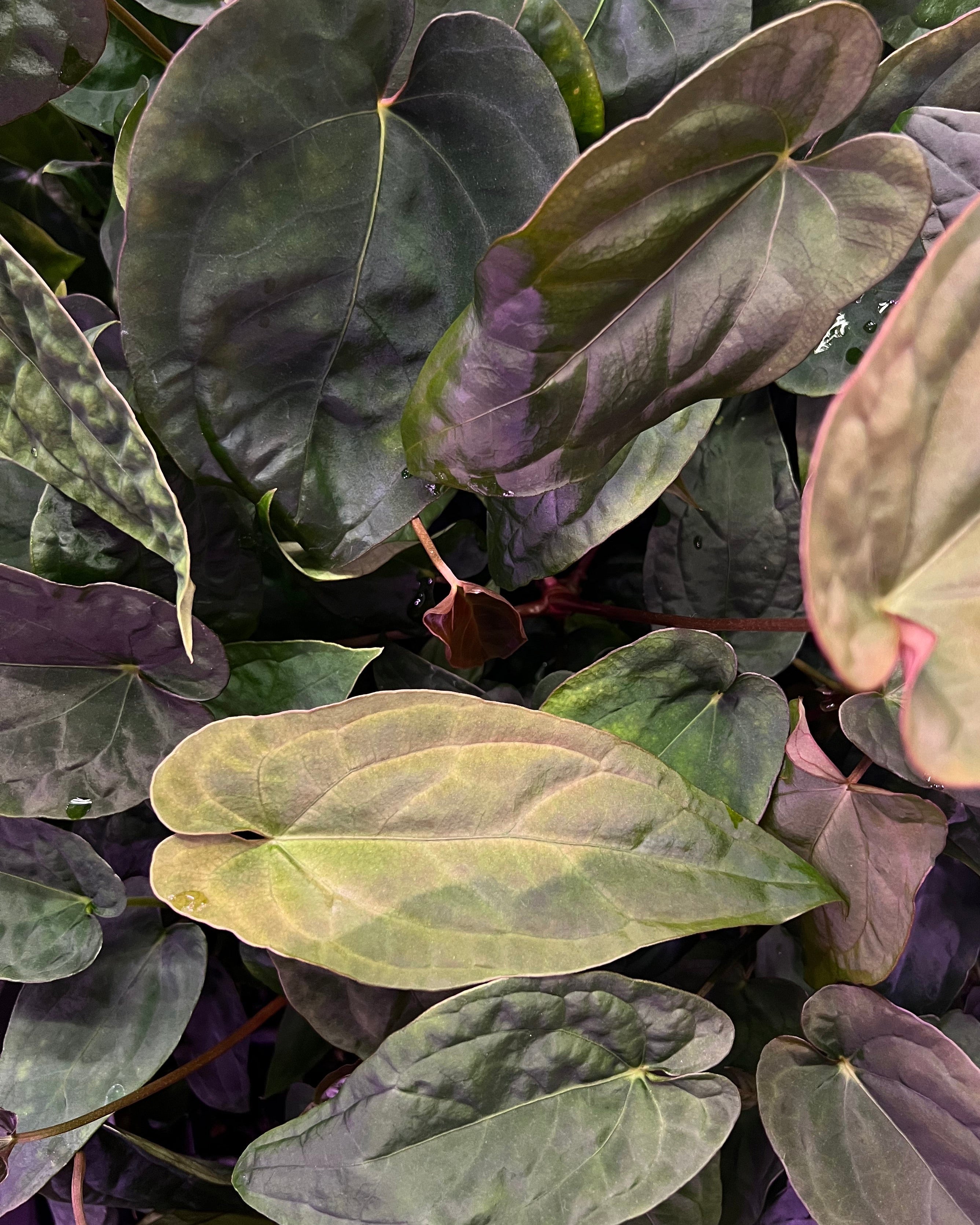 Anthurium Australian Lottery (Australia)