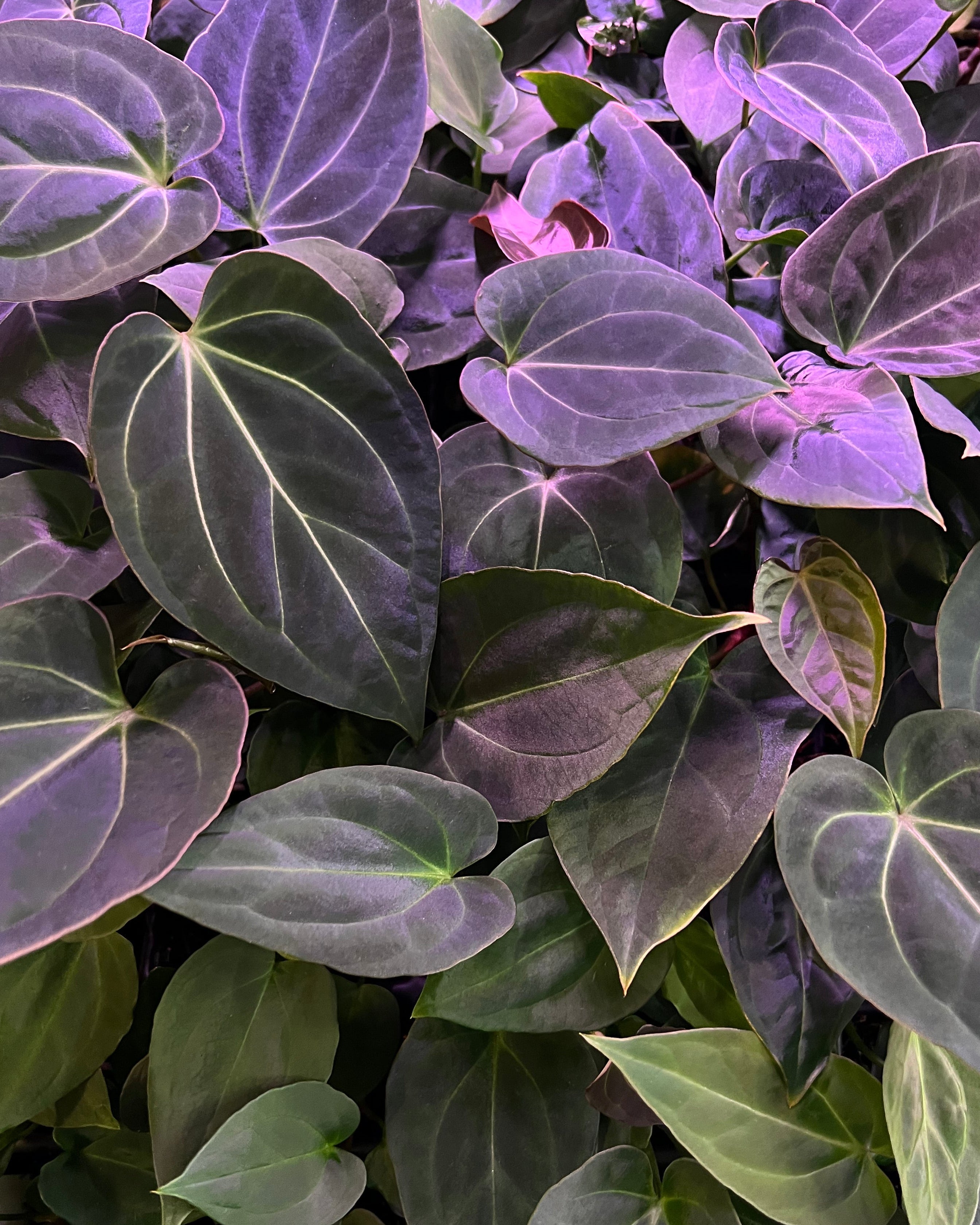 Anthurium (Besseae aff Black x Antolakii Round) x Odin - medium-size