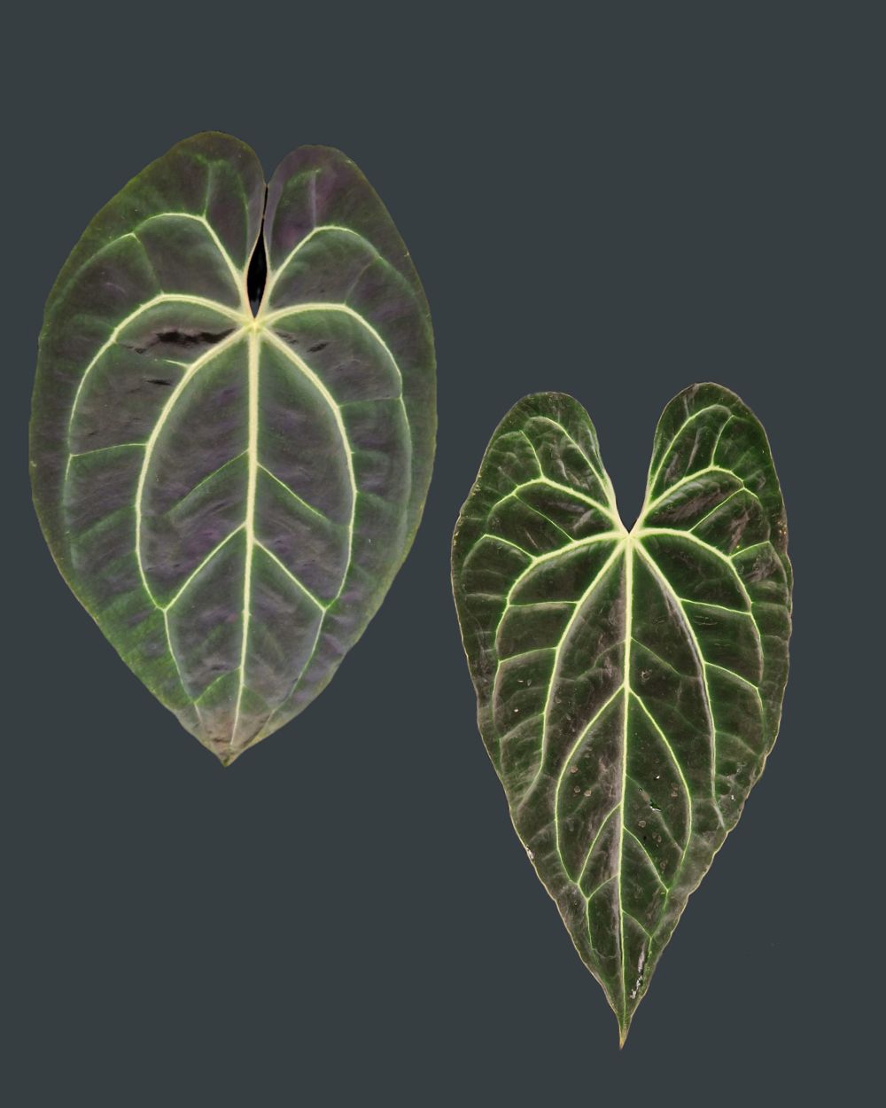 Anthurium besseae aff T3 x T4