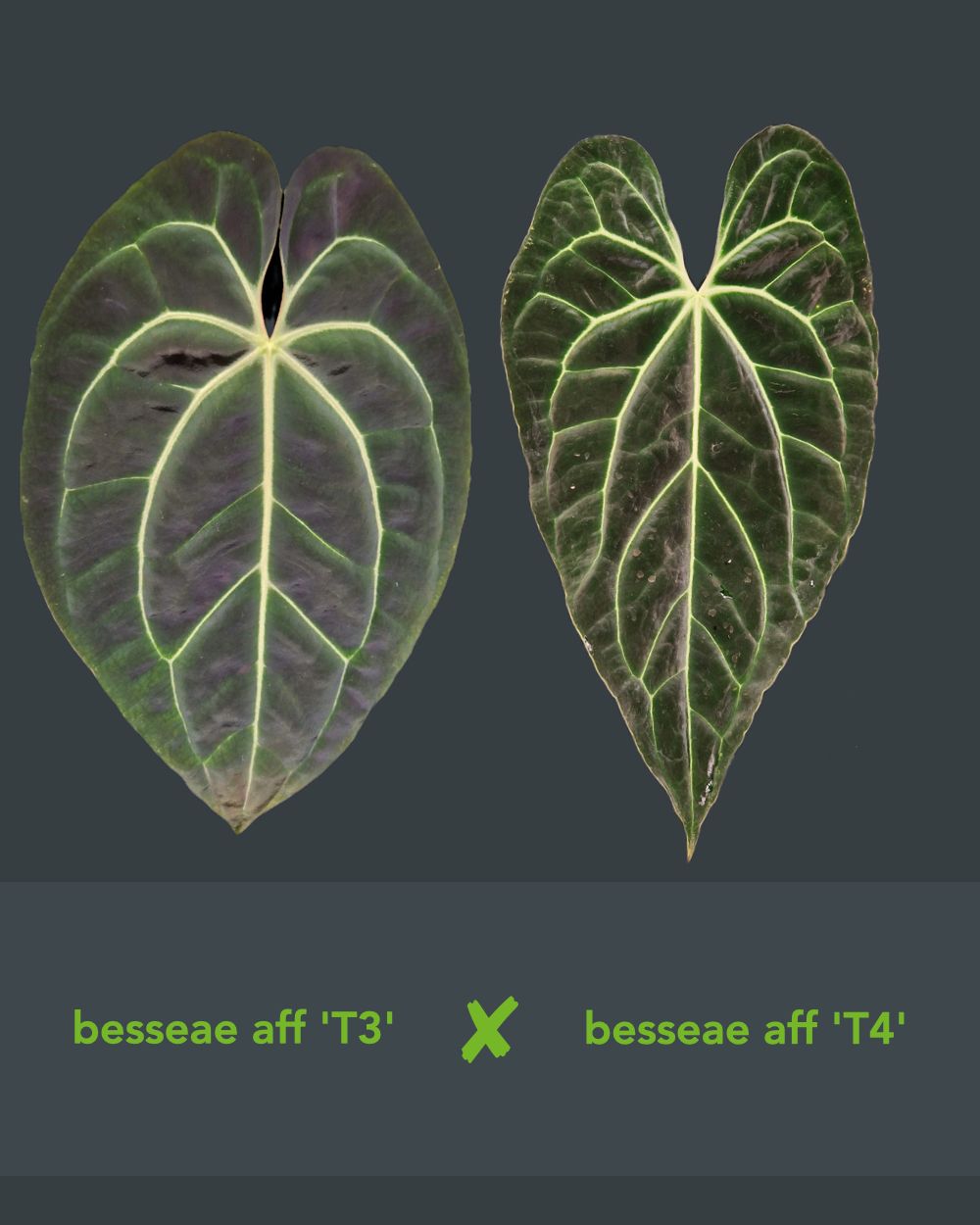 Anthurium besseae aff T3 x T4
