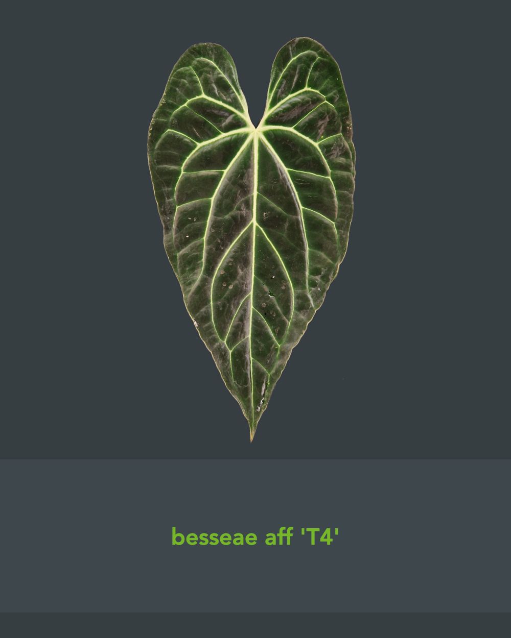 Anthurium besseae aff T3 x T4