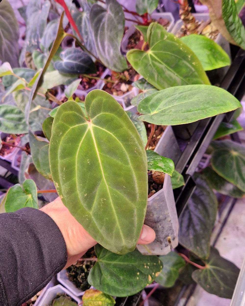 Anthurium besseae aff x papillilaminum Daniel