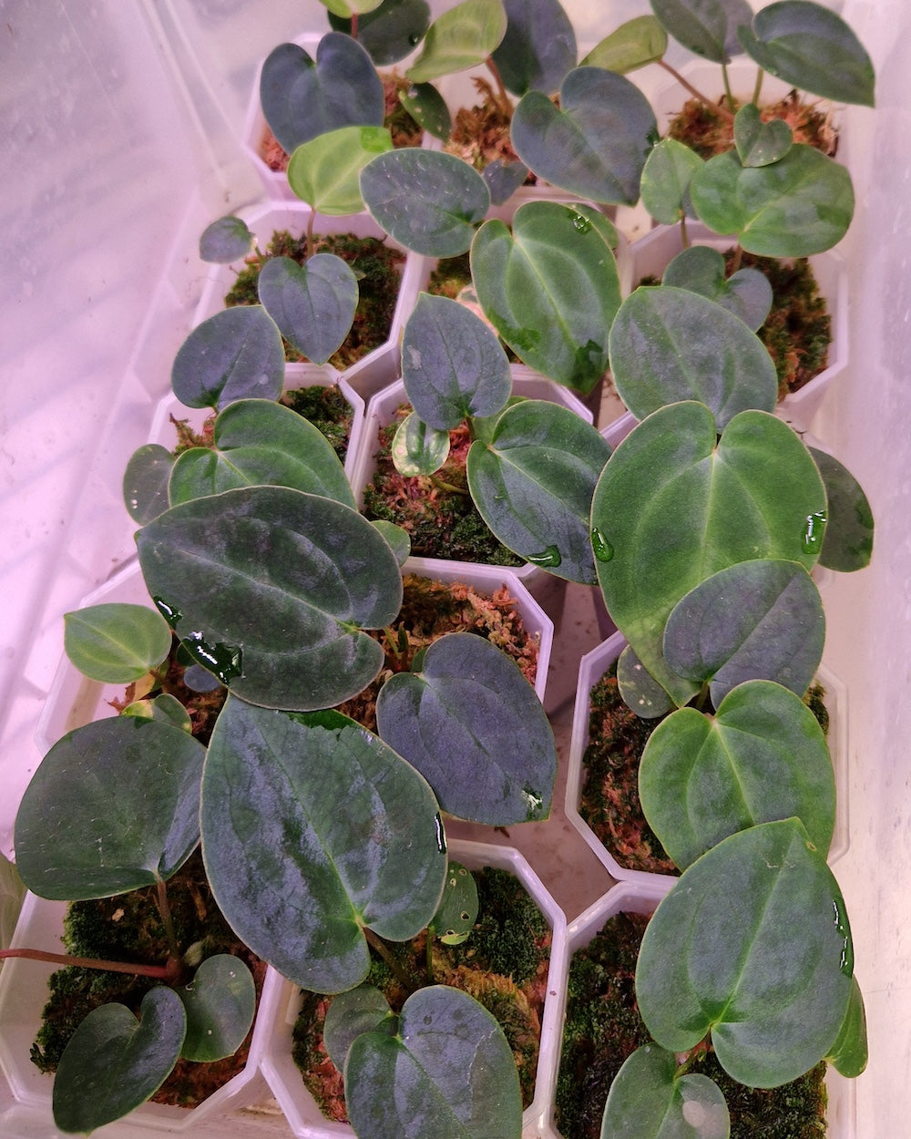 Anthurium besseae aff T3 x papillilaminum T5