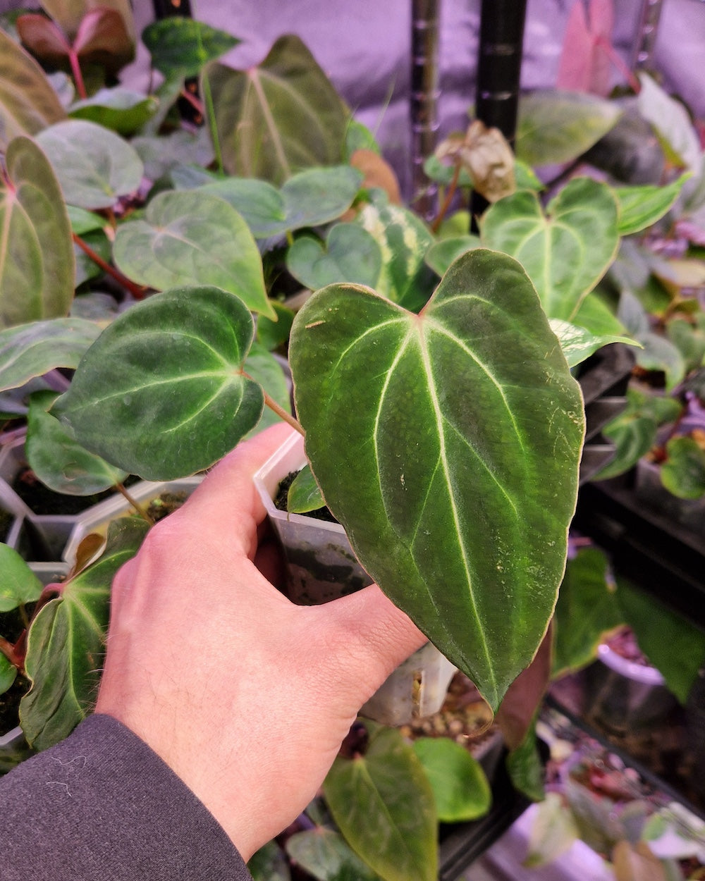 Anthurium besseae aff T4 x besseae aff TDR