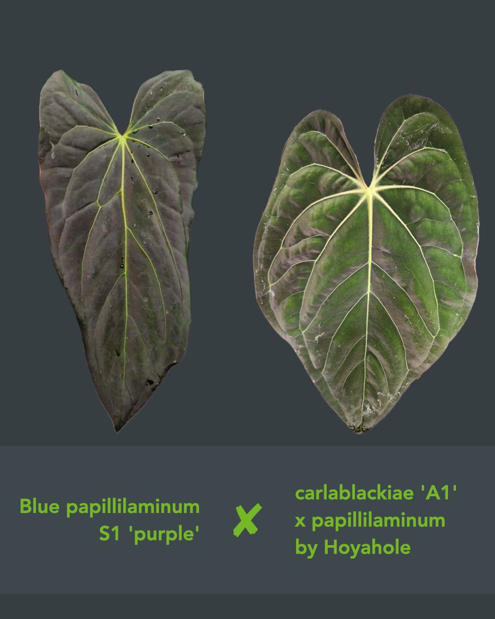 Anthurium blue papillilaminum S1 purple x (carlablackiae A1 x papillilaminum)