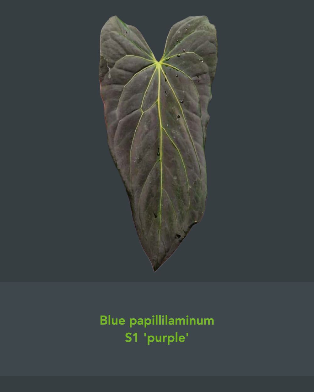 Anthurium blue papillilaminum S1 purple x (carlablackiae A1 x papillilaminum)